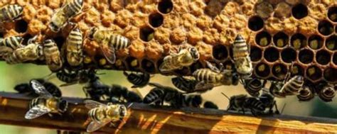 買建地要注意什麼 蜜蜂在家筑巢 风水